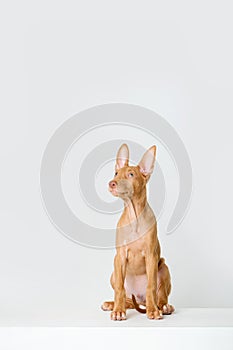 Pharaoh hound red dog puppy. Close-up portrait on a white background
