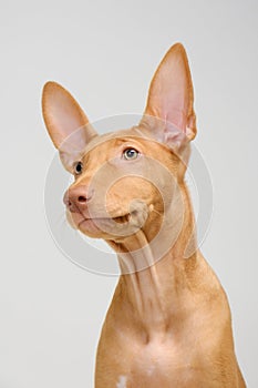 Pharaoh hound red dog puppy. Close-up portrait on a white background