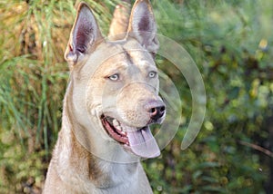 Pharaoh Hound Siberian Husky mixed breed dog