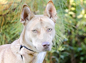 Pharaoh Hound Siberian Husky mixed breed dog