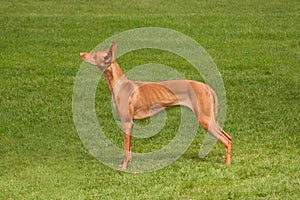 Pharaoh Hound to Attention