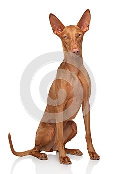 Pharaoh Hound on white