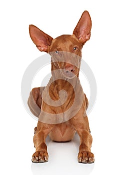 Pharaoh Hound on white