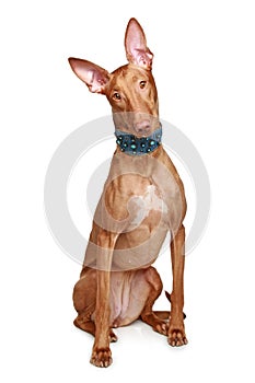 Pharaoh hound on a white background