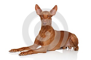 Pharaoh Hound on white