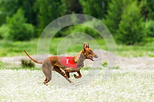 Pharaoh Hounds lure coursing competition