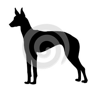 Pharaohs black dog silhouette photo