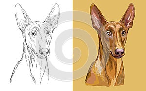 Pharaon dog vector illustration close up portrait