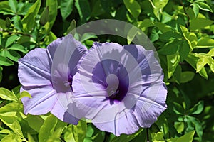 Pharbitis nilï¼ˆL.ï¼‰Choisy, Purple Round Flower