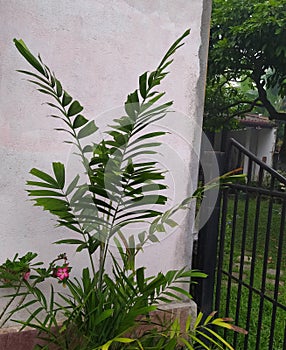 Pharm tree at the garden