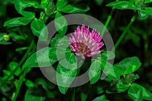 Pharmacognosy. Meadow medicinal plants. Pink flower of Meadow Clover Latin: Trifolium pratense on a background of green leaves,