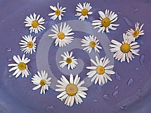 pharmacy chamomile floats in water blue water background