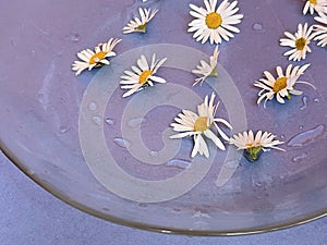 pharmacy chamomile floats in water blue water background