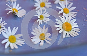 pharmacy chamomile floats in water blue water background