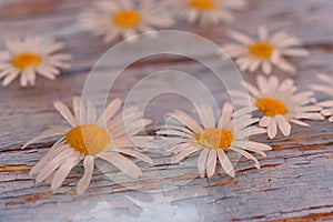 pharmacy chamomile floats in water blue water background