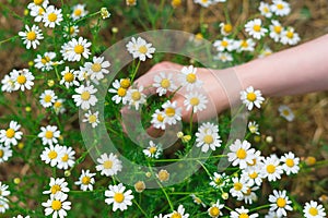 Pharmacy chamomile, seasonal collection of medicinal plants