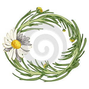 Pharmacy medicinal chamomile. Realistic style.