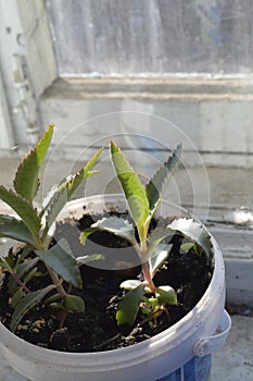 Pharmacy on the windowsill window