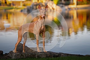 Pharoah hound posing by a lake for a portrait