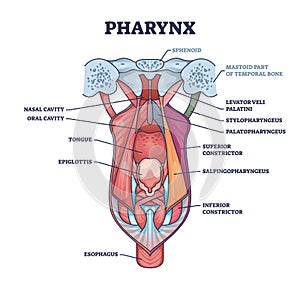 Pharynx or throat anatomical and medical oral structure outline diagram photo