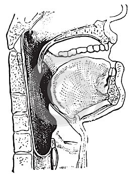 Pharynx, vintage engraving
