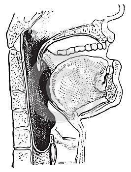 Pharynx, vintage engraving photo