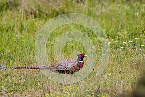 (Phasanius colchicus) in the grass