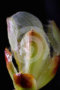 Phase of chestnut bud opening. Contrast appearance on dark background