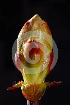 Phase of chestnut bud opening. Contrast appearance on dark background