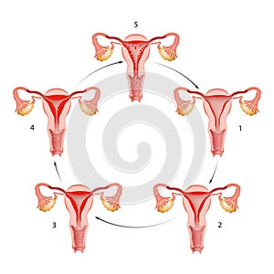 The phase of the menstrual cycle.