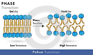 Phase transition mechanism in Phospholipids of plasma membrane at different temperature  vector design