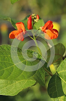 Phaseolus coccineus in blossom