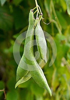 Phaseolus coccineus pods