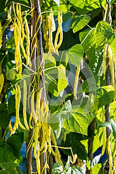 Phaseolus string high beans. The pods on the branches of the plant are ready to harvest. Harvesting vegetables