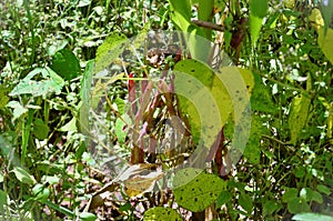 Phaseolus vulgaris pods in the vegetable garden photo