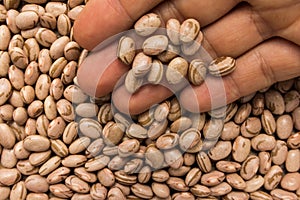 Pinto Bean legume. Person with grains in hand. Macro. Whole food photo