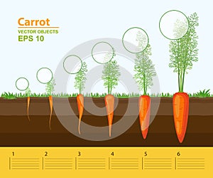 Phases of growth of a carrot in the garden. Growth, development and productivity of carrot. Growth stage. Distance between plants