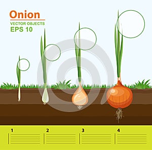 Phases of growth of a onion in the garden. Growth, development and productivity of onion. Growth stage