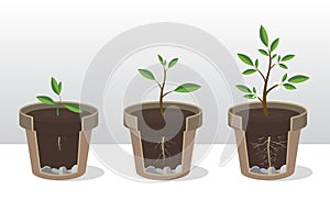 Phases of growth of a plant with the roots and shoots. Rooted Sprout in flowerpot photo