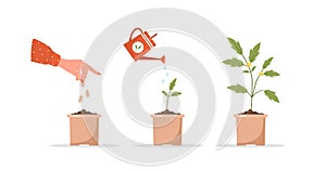 Phases seedling growing in pot. Stages of plant growth from sprout to vegetable. Vector illustration in flat cartoon