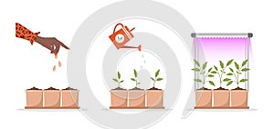 Phases seedling growing in pot under phyto lamp. Stages of plant growth from sprout to vegetable. Vector illustration in