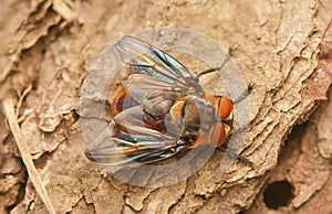 Phasia hemiptera
