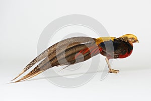 Phasianidae animal bird photo
