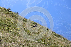 Phasianidae flying over green field