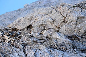 Phasianidae relaxing in the sun