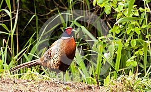 Phasianus colchicus - pheasant