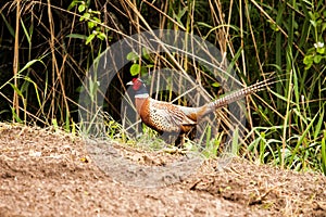 Phasianus colchicus - pheasant