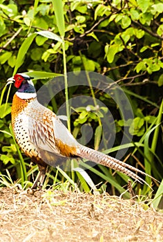 Phasianus colchicus - pheasant