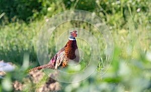 Phasianus colchicus. Ring-necked Pheasant. A male bird walks through an overgrown meadow