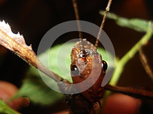 Phasmatodea/Extatosoma tiaratum